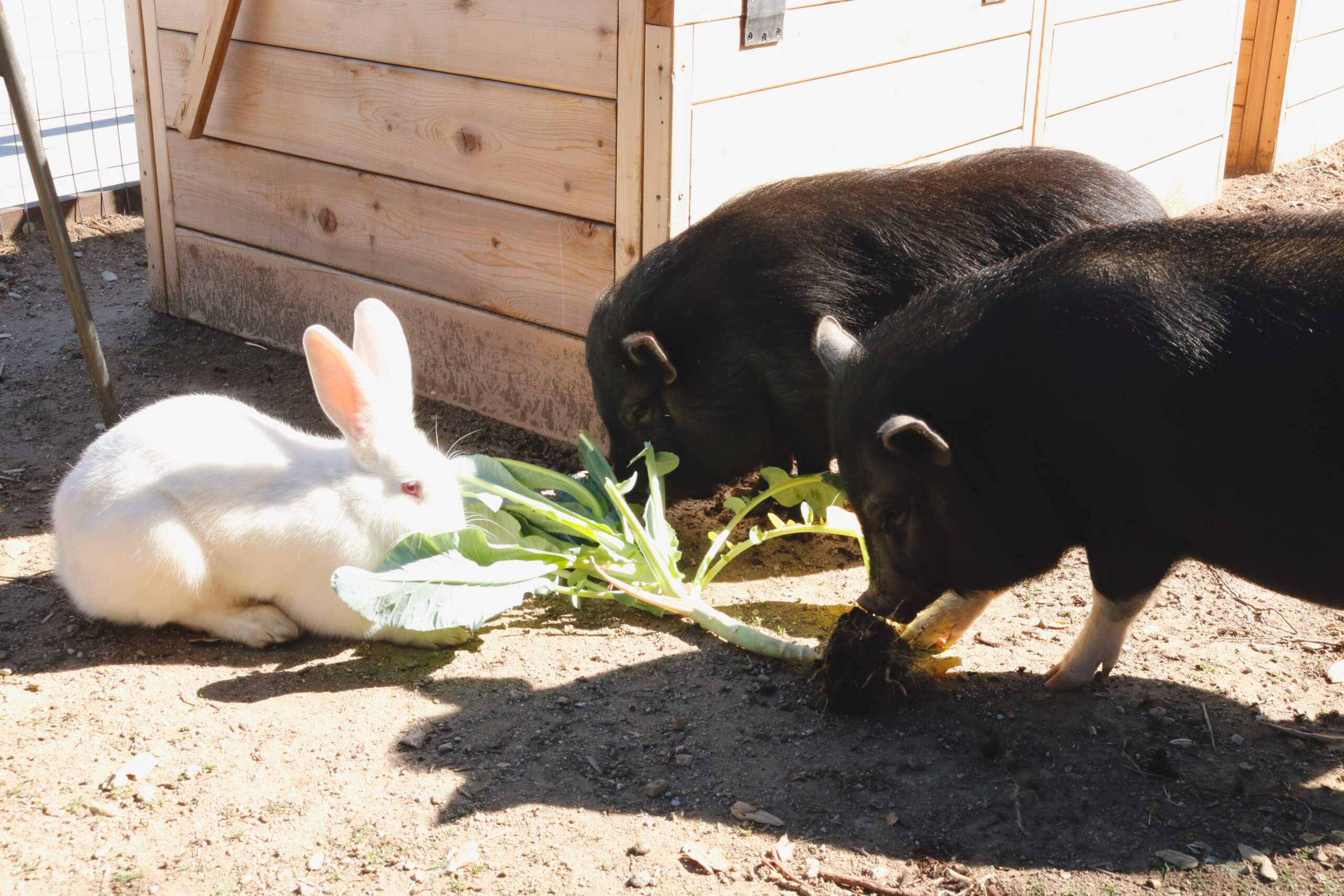 Animal Sanctuary_Rabbit_Pig
